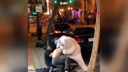 ‘Paskalya tavşanı’ ayıramadığı kavgaya dahil oldu