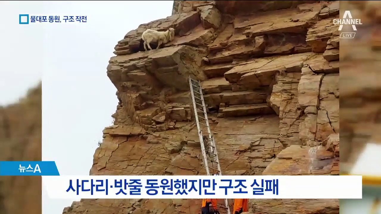 5일간 고립 된 산양, 구조 순간 안전망 대신 절벽 ‘탈출’