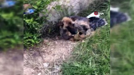 450 kilometre yol gelip, iki köpeği ölmek üzereyken kurtardılar