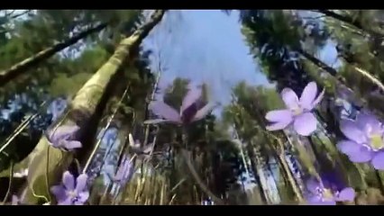 Le Grand Aigle, Le Seigneur Du Ciel [Documentaire Animalier]