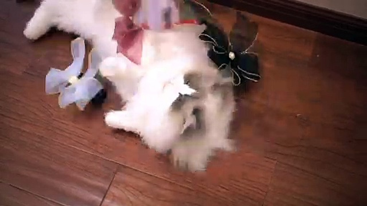 The  ragdoll is so beautiful after wearing a bow tie.
