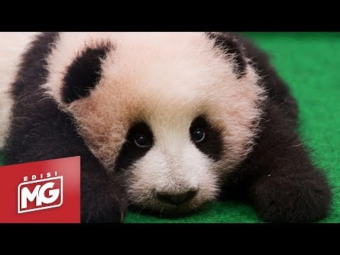 Nuan Nuan Tinggalkan Malaysia | Edisi MG