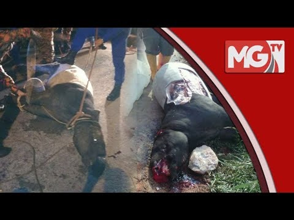 Siapa Bunuh dan toreh tapir ?
