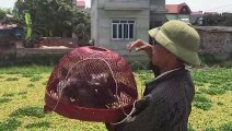 Vietnamese traditional game - Releasing pigeons (Tha chim)