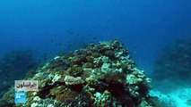 لحماية المرجان في البحر الأحمر