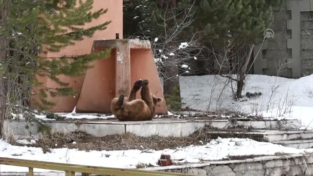 Sarıkamış'ta Aç Kalan Ayı Yavrusu İlçeye İndi - Kars