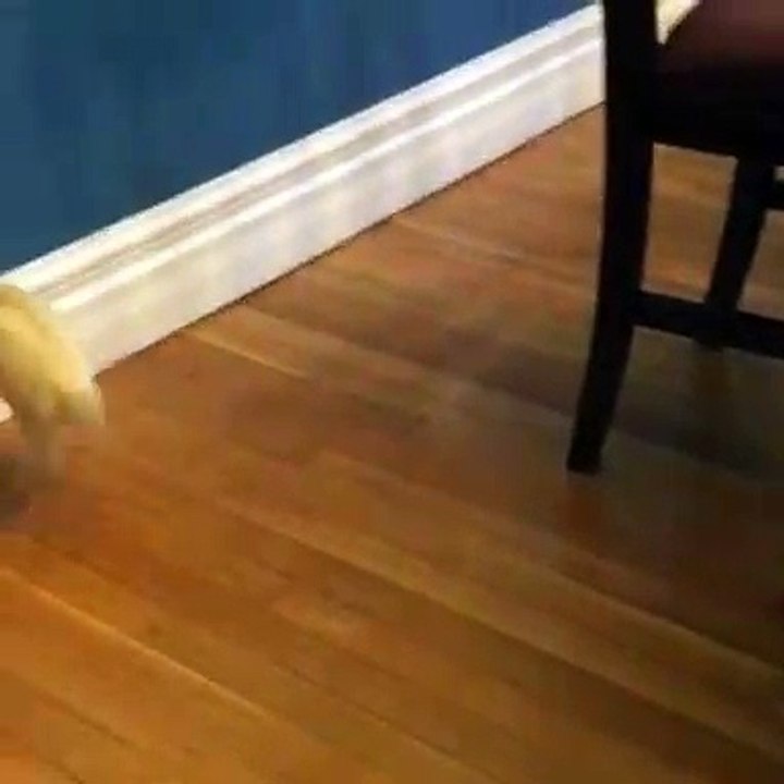 Quand un furet est terrorisé, voici ce que ça donne. Hilarant !