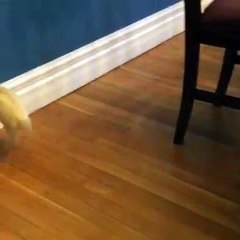 Quand un furet est terrorisé, voici ce que ça donne. Hilarant !