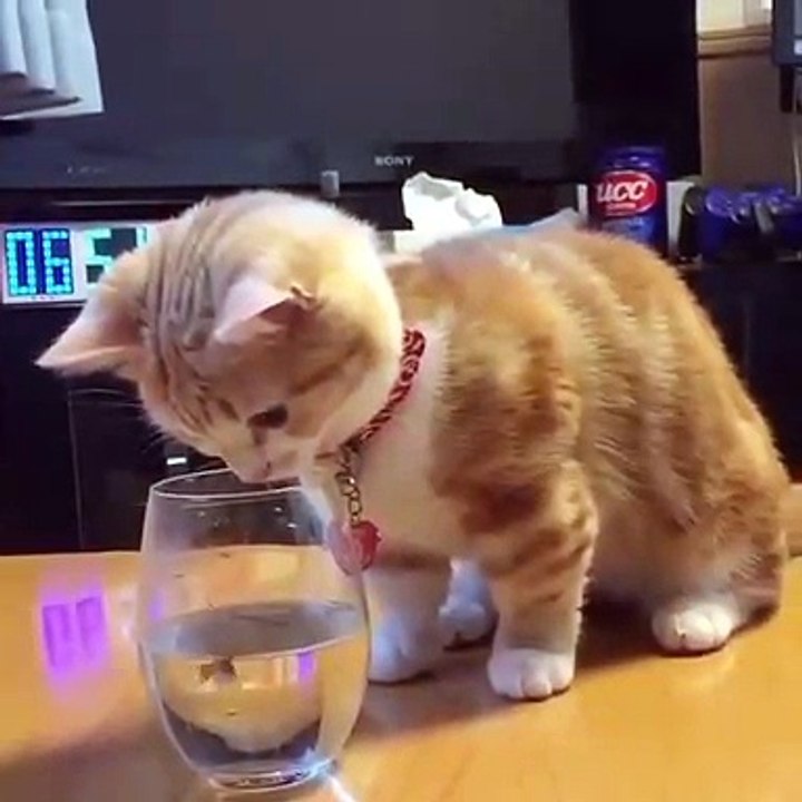 Ce chaton voit des petits poissons pour la première fois. Trop cute !