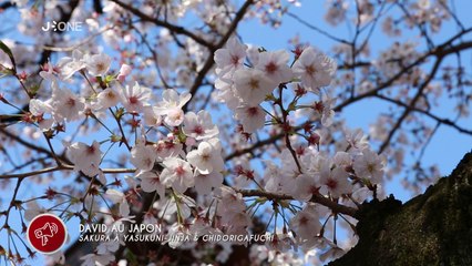 [Nyûsu Show] Sakura à Yasukuni-Jinja & Chidorigafuchi