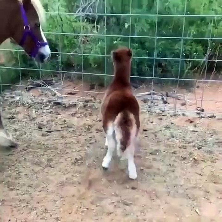 Ce magnifique poney vous donnera le sourire aux lèvres. Admirez !