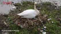 Images Showing Swans Building Nest Out of Trash & Litter, Raises Concerns By Officials