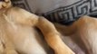 Les goldens retrievers sont les plus mignons chiens du monde. Trop chou !
