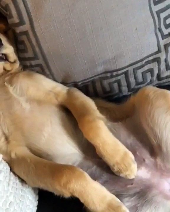 Les goldens retrievers sont les plus mignons chiens du monde. Trop chou !