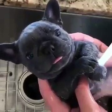 Laver son bulldog n'a jamais été aussi admirable. Trop chou !