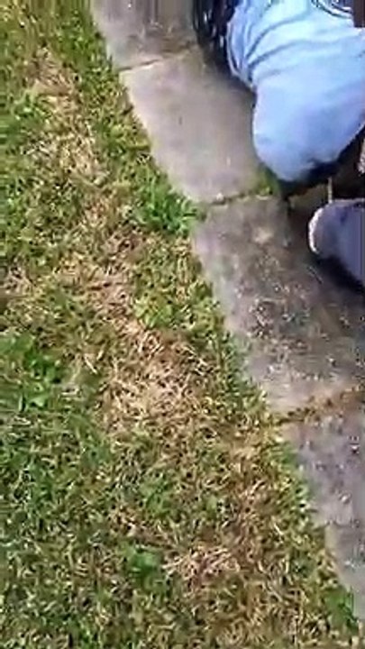 Squirrel Squirms into Her Hair