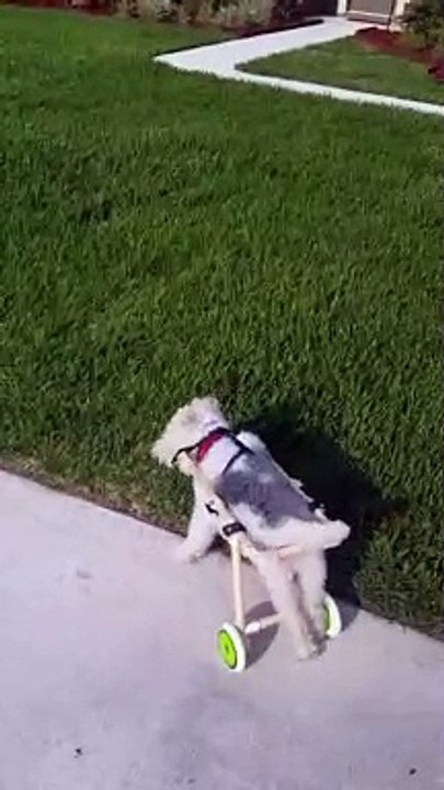 Disabled Dog Gets its Mobility Back
