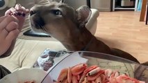 Du jamais vu ! Un puma qui préfère manger des crevettes !!
