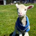 Regardez ce bébé mouton a un drôle de sourire ! Trop chou !
