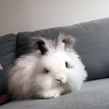 La fourrure de ce lapin est unique. Admirez cette magnifique touffe !