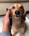 Quand un chien réponds au téléphone, voici ce que ça donne. Trop drôle !