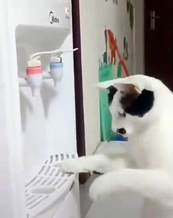 Ces chats veulent à tout prix utiliser la fontaine d'eau. A mourir de rire !