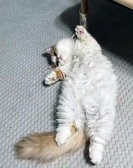 Quand un chat se met au yoga. Voici ce que ça donne !