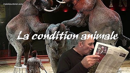 Condition animale - Spectacle vivant des animaux