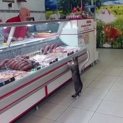 Cet homme va faire un acte noble pour un chat affamé. Regardez !