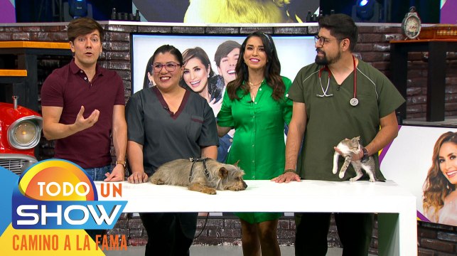 ¡Amor perruno vs amor gatuno! ¿Es posible que se lleven bien y puedan vivir juntos?