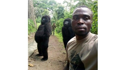'고릴라의 인생샷'...콩고 밀렵단속반원과 셀카 화제 / YTN
