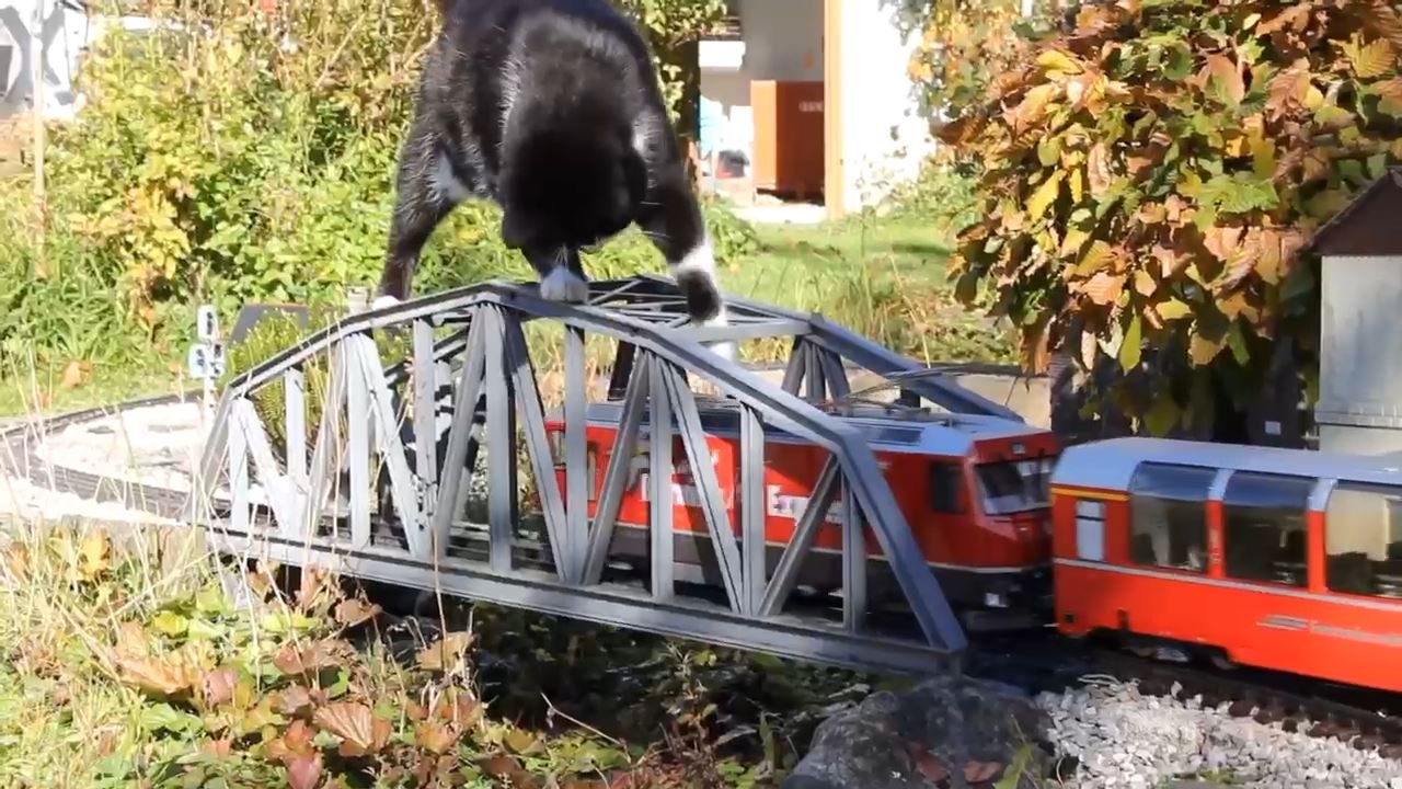 Un chat joue avec un train miniature !