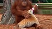 Cet Orang-outan a adopté un bébé tigre et le nourrit au biberon