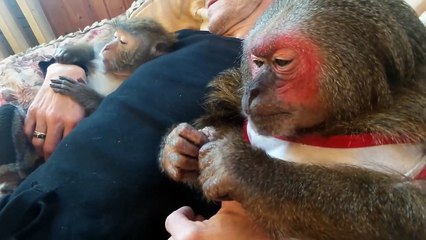 Ce russe vit avec 2 gros babouins... Sympa