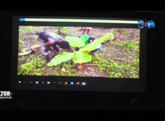 RTG/Cérémonie de présentation de la 2e phase de Jeunes Entrepreneurs café cacao par le DG de la CAISTAB