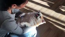 Precious Pug Enjoying a Massage