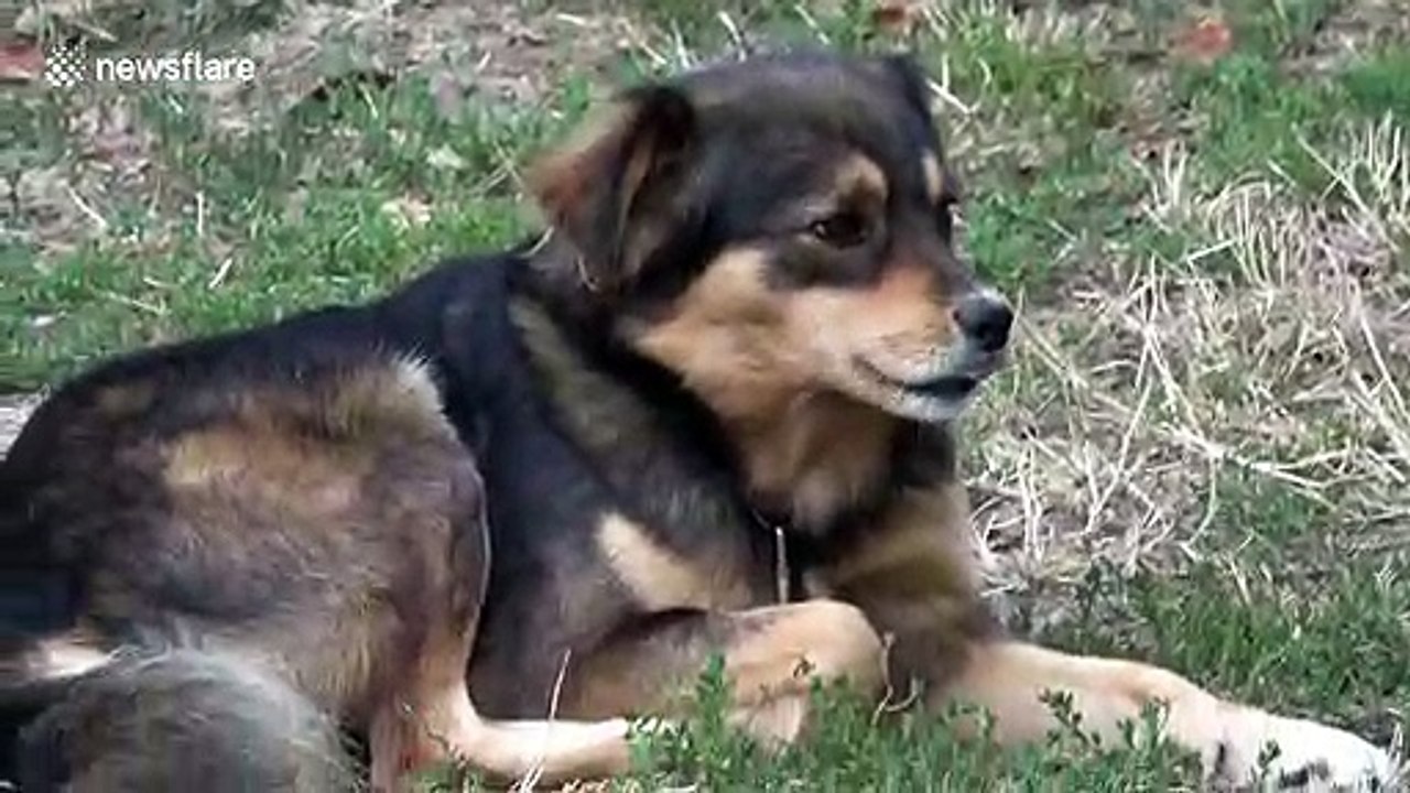 Adorable cuddly friendship forms between this cat and dog