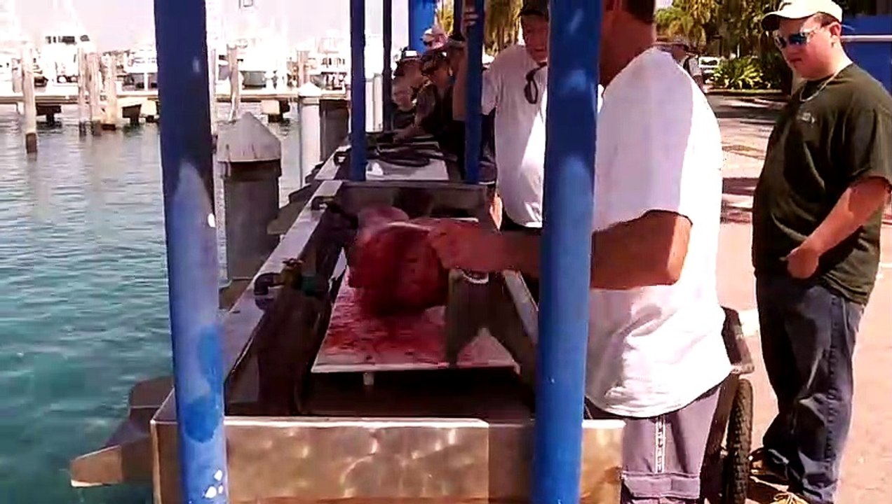 Des centaines de poissons attendent d'être nourris sous la poissonnerie du port de Singer Island