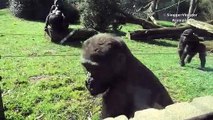 Ce jeune gorille découvre la cloture électrique