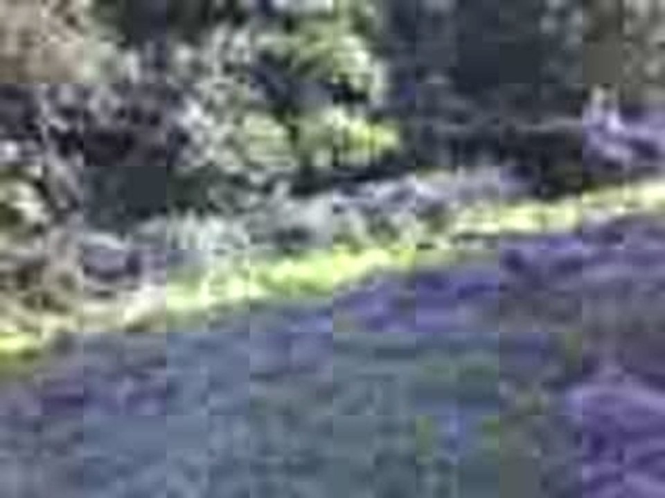 perdu en foret