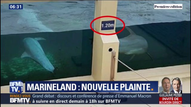 Marineland répond aux accusations de maltraitance envers ses animaux après une nouvelle plainte