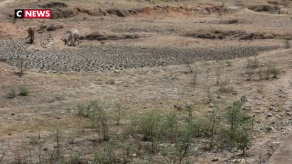 La Terre serait proche de sa sixième extinction de masse