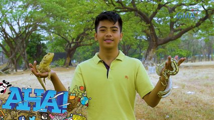 AHA!: Kakaibang pets