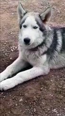 Husky Chews Dog Breath Away
