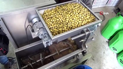 Ses dalgaları ile zeytin yağı üretecekler