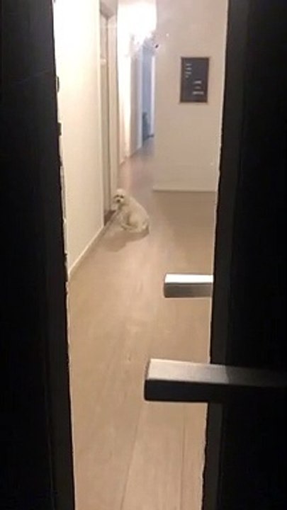 Human's best friend! Dog waits patiently for his owners to come home