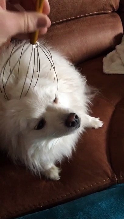 Newsflare Edit - Pomeranian puppy enjoying a relaxing head massage