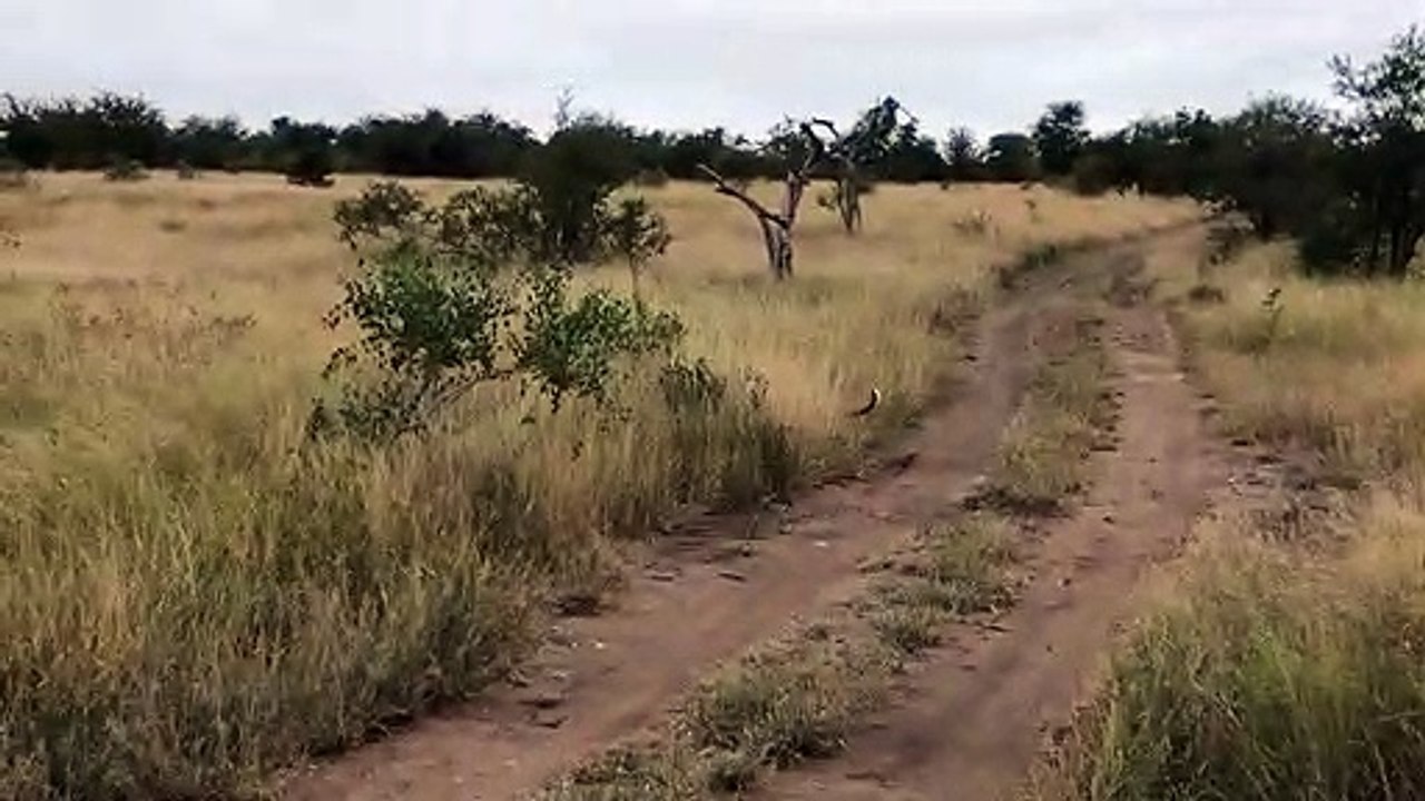 Blink and you'll miss it! Leopard leaps into air to catch a bird mid-flight