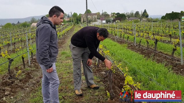 ARDÈCHE Les viticulteurs ardéchois misent sur le bio