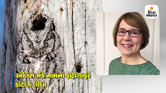 ઘુવડ ઝાડના થડમાં જ લપાઈને ઉંઘ માણતું હતું, જંગલી પ્રાણીઓને પણ આ રીતે છેતરે